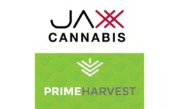 Jaxx Cannabis Prime Harvest_web.jpg